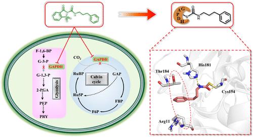 Target Fishing Reveals a Novel Mechanism of N-Acylamino Saccharin Derivatives Targeting Glyceraldehyde-3-Phosphate Dehydrogenase toward Cyanobacterial Blooms Control