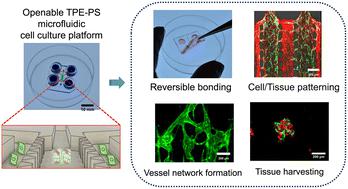 Reversible bonding in thermoplastic elastomer microfluidic platforms for harvestable 3D microvessel networks