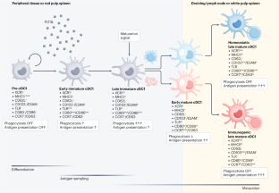 Striking a balance: new perspectives on homeostatic dendritic cell maturation