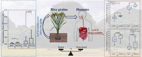 High geological background concentrations of As and Cd in karstic soils may not contribute to greater risks to human health via rice consumption