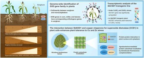 Superoxide dismutase positively regulates Cu/Zn toxicity tolerance in Sorghum bicolor by interacting with Cu chaperone for superoxide dismutase