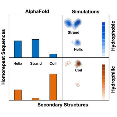 AlphaFold with conformational sampling reveals the structural landscape of homorepeats