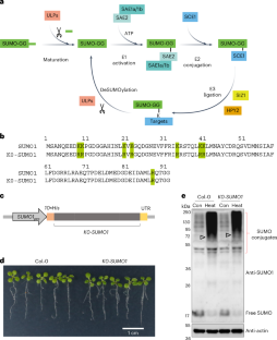 Highly sensitive site-specific SUMOylation proteomics in Arabidopsis