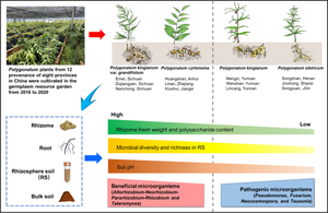 Adaptation of Polygonatum genotypes to the areas of transplantation greatly influences the rhizospheric microbial community