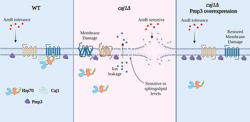 Specificity of Membrane-Associated J-Domain Protein, Caj1, in Amphotericin B Tolerance in Budding Yeast