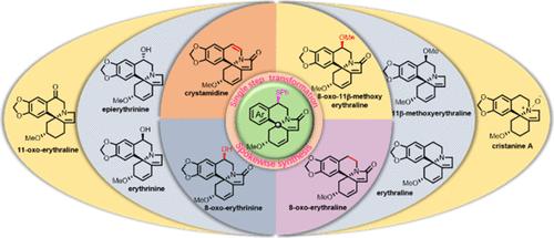 Spokewise Total Syntheses of Four Erythrina Alkaloids and Telescoped Syntheses of Six Additional Alkaloids