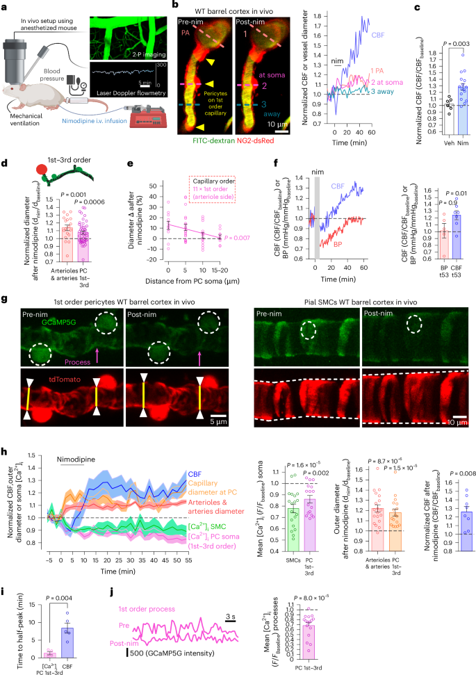 Inhibiting Ca2+ channels in Alzheimer’s disease model mice relaxes pericytes, improves cerebral blood flow and reduces immune cell stalling and hypoxia