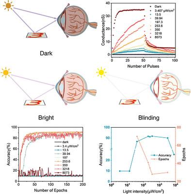 Toward Enhanced Biomimetic Artificial Visual Systems Based on Organic Heterojunction Optoelectronic Synaptic Transistors