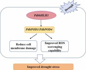 PdbbHLH1 transcription factor improved drought tolerance of Populus davidiana × P. bolleana