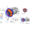 Effects of Colliding Laser Pulses Polarization on e−e+ Cascade Development in Extreme Focusing