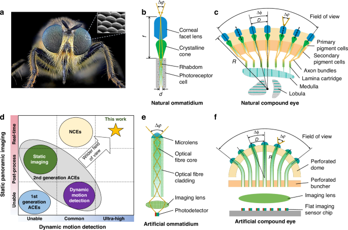 Optical fibre based artificial compound eyes for direct static imaging and ultrafast motion detection