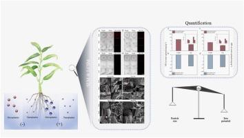 Accumulation modes and effects of differentially charged polystyrene nano/microplastics in water spinach (Ipomoea aquatica F.)