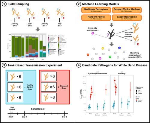 Identification of putative coral pathogens in endangered Caribbean staghorn coral using machine learning