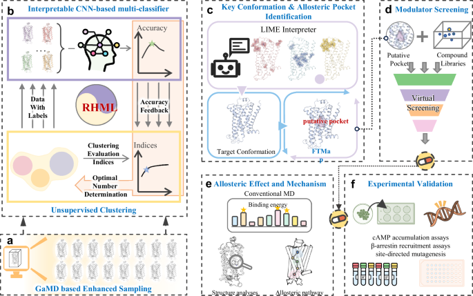 Integrative residue-intuitive machine learning and MD Approach to Unveil Allosteric Site and Mechanism for β2AR