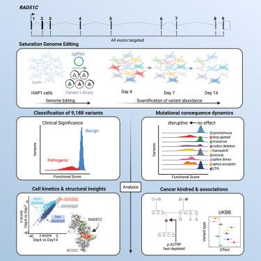 High-resolution functional mapping of RAD51C by saturation genome editing