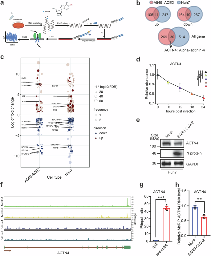 Characterization of ACTN4 as a novel antiviral target against SARS-CoV-2