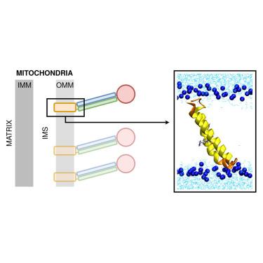 Lys716 in the transmembrane domain of yeast mitofusin Fzo1 modulates anchoring and fusion