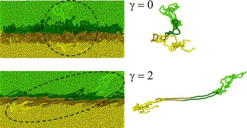 Diblock Rings as Topological Adhesives at Immiscible Polymer Interfaces