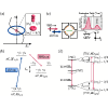 Quadrupole Coupling of Circular Rydberg Qubits to Inner Shell Excitations