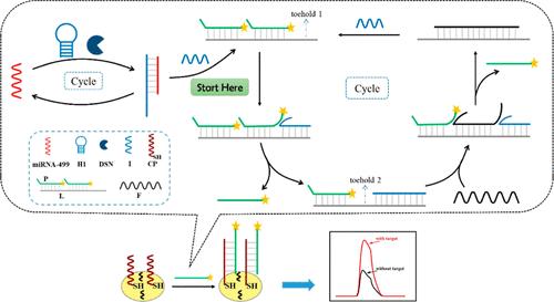 Electrochemiluminescence Biosensor Based on a Duplex-Specific Nuclease and Dual-Output Toehold-Mediated Strand Displacement Cascade Amplification Strategy for Sensitive Detection of MicroRNA-499