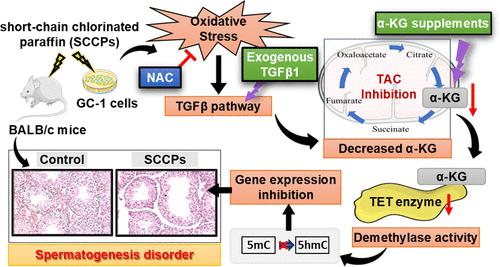 Short Chain Chlorinated Paraffins Impaired Spermatogenesis Process in Mice via Inhibiting α-KG/TET Enzyme Activity