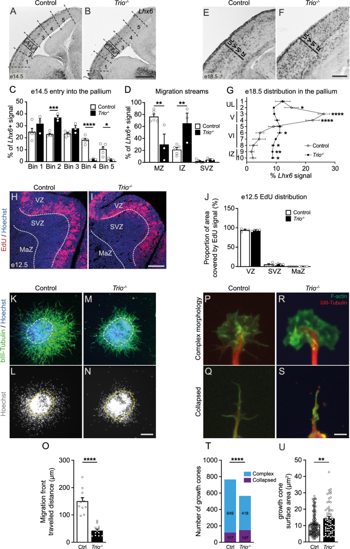 Both GEF domains of the autism and developmental epileptic encephalopathy-associated Trio protein are required for proper tangential migration of GABAergic interneurons