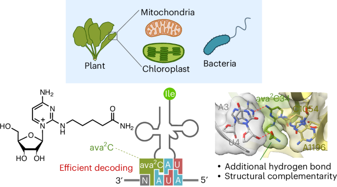 A tRNA modification with aminovaleramide facilitates AUA decoding in protein synthesis