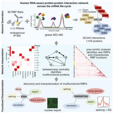 Large-scale map of RNA-binding protein interactomes across the mRNA life cycle