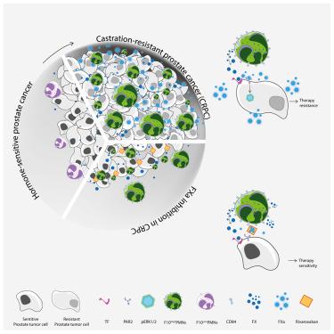 Coagulation factor X promotes resistance to androgen-deprivation therapy in prostate cancer