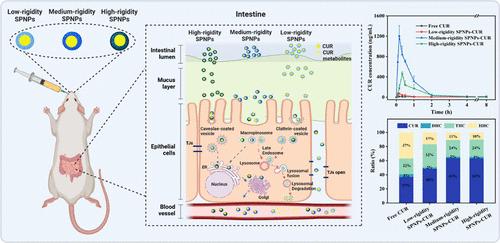 Mind the Particle Rigidity: Blooms the Bioavailability via Rapidly Crossing the Mucus Layer and Alters the Intracellular Fate of Curcumin