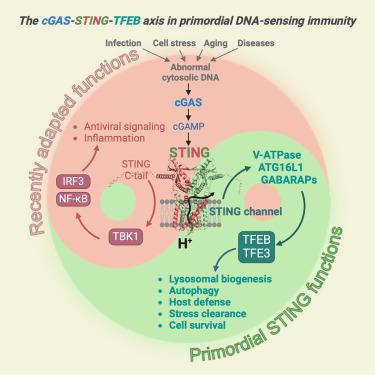 A TBK1-independent primordial function of STING in lysosomal biogenesis