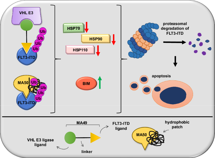 Selective degradation of mutant FMS-like tyrosine kinase-3 requires BIM-dependent depletion of heat shock proteins