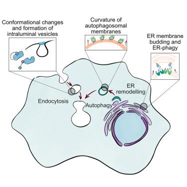 Membrane remodeling via ubiquitin-mediated pathways