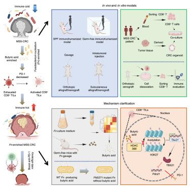 Fusobacterium nucleatum facilitates anti-PD-1 therapy in microsatellite stable colorectal cancer