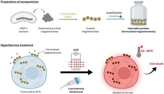 Stable pharmaceutical composition of cryo-protected non-pyrogenic isotonic chains of magnetosomes for efficient tumor cell destruction at 45 ± 1 °C under alternating magnetic field or ultrasound application