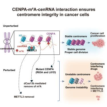 m6A-modified cenRNA stabilizes CENPA to ensure centromere integrity in cancer cells