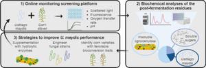 Monitoring corn stover processing by the fungus Ustilago maydis