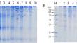 Investigation of transglutaminase incubated condition on crosslink and rheological properties of soy protein isolate, and their effects in plant-based patty application