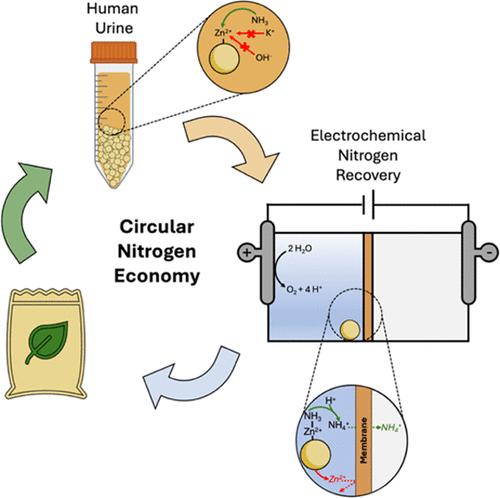 Enhancing Resource Recovery through Electro-Assisted Regeneration of an Ammonia-Selective Cation Exchange Resin