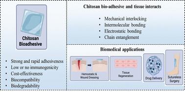 Tissue adhesives based on chitosan for biomedical applications