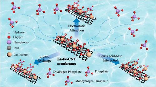 Phosphate Uptake over the Innovative La–Fe–CNT Membrane: Structure-Activity Correlation and Mechanism Investigation