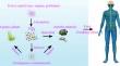 Evaluation of the migration behaviour of microplastics as emerging pollutants in freshwater environments