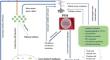 Phosphorus Solubilizing Microorganisms: An Eco-Friendly Approach for Sustainable Plant Health and Bioremediation