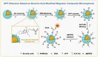 A chemiluminescence immunosensor for biomarker detection based on boronic acid-modified magnetic composite microspheres