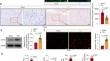 Tet1-mediated activation of the Ampk signaling by Trpv1 DNA hydroxymethylation exerts neuroprotective effects in a rat model of Parkinson’s disease