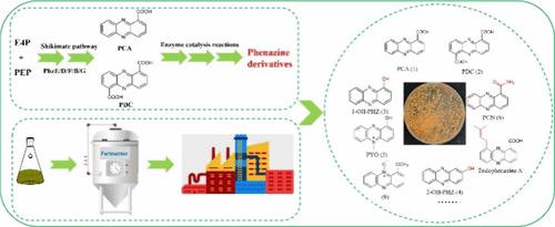 Recent Advances in Phenazine Natural Products: Biosynthesis and Metabolic Engineering