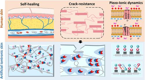 Highly tough, crack-resistant and self-healable piezo-ionic skin enabled by dynamic hard domains with mechanosensitive ionic channel