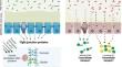 Limited support for a direct connection between prebiotics and intestinal permeability – a systematic review