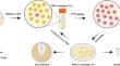 Adaptive physiological and metabolic alterations in Staphylococcus aureus evolution under vancomycin exposure