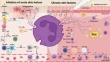 Neutrophils in Atopic Dermatitis